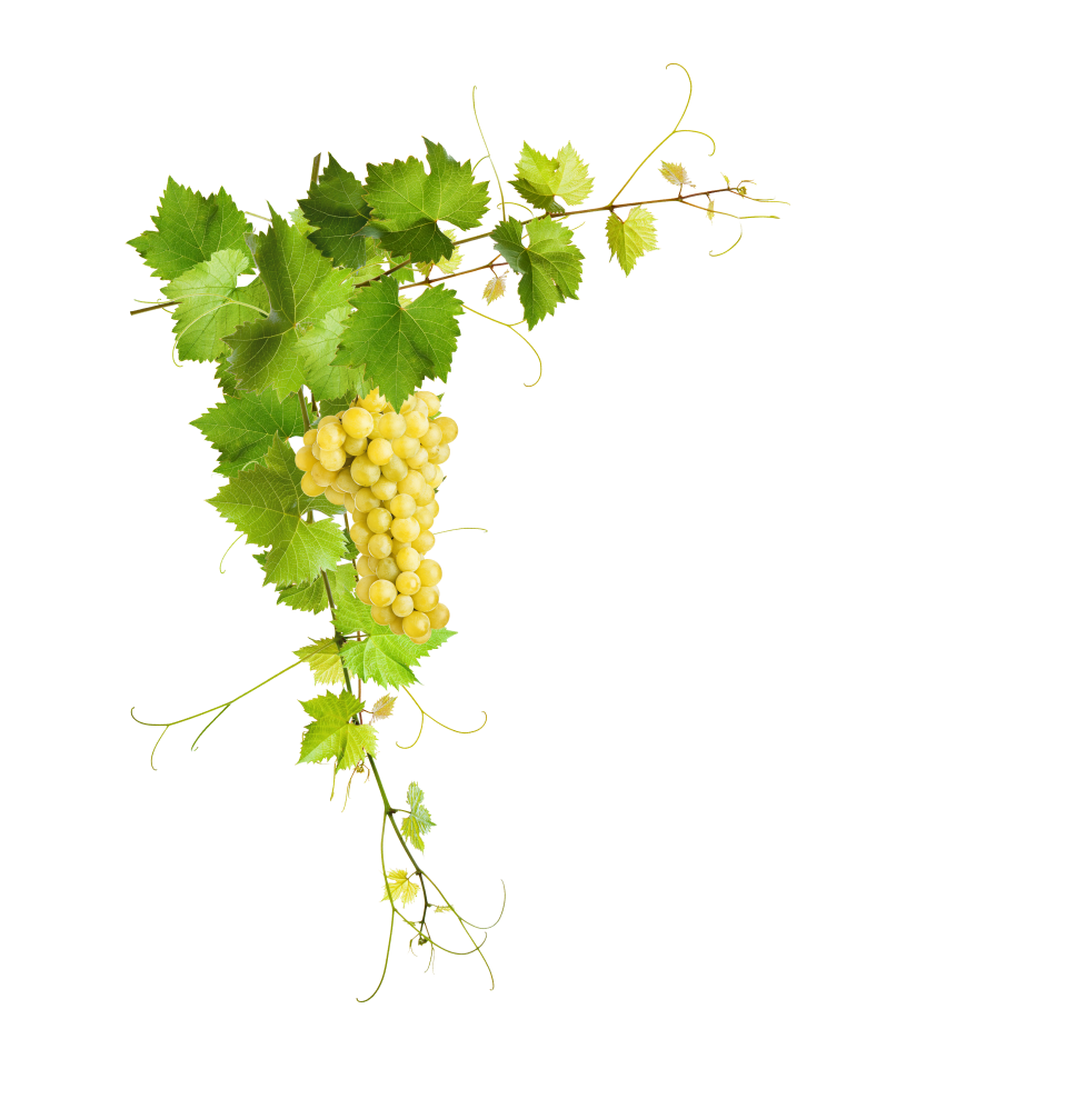 Weingut Kornherr