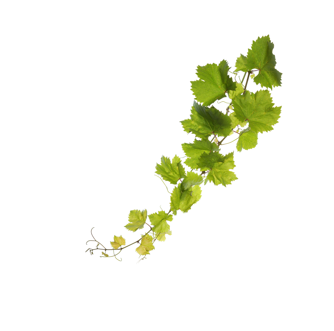 Weingut Kornherr
